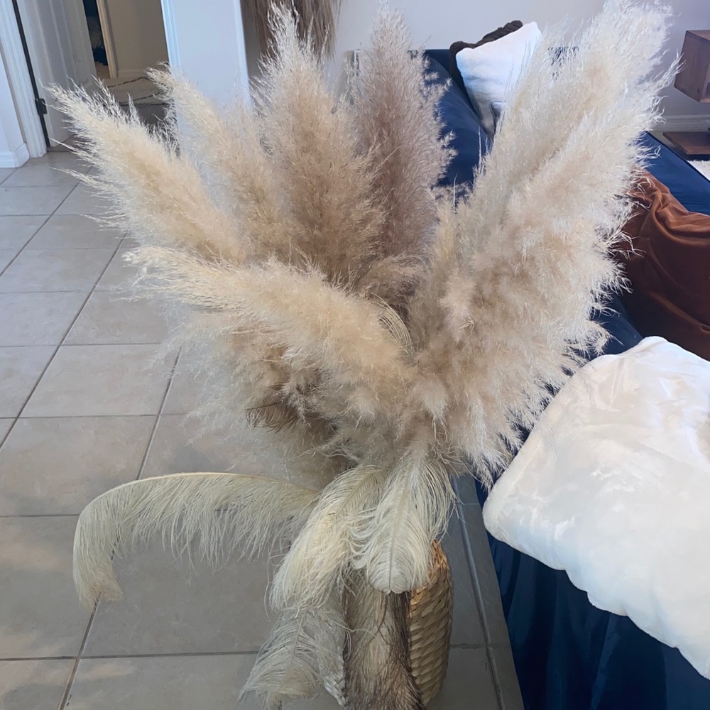 Fluffy Pampas Grass
